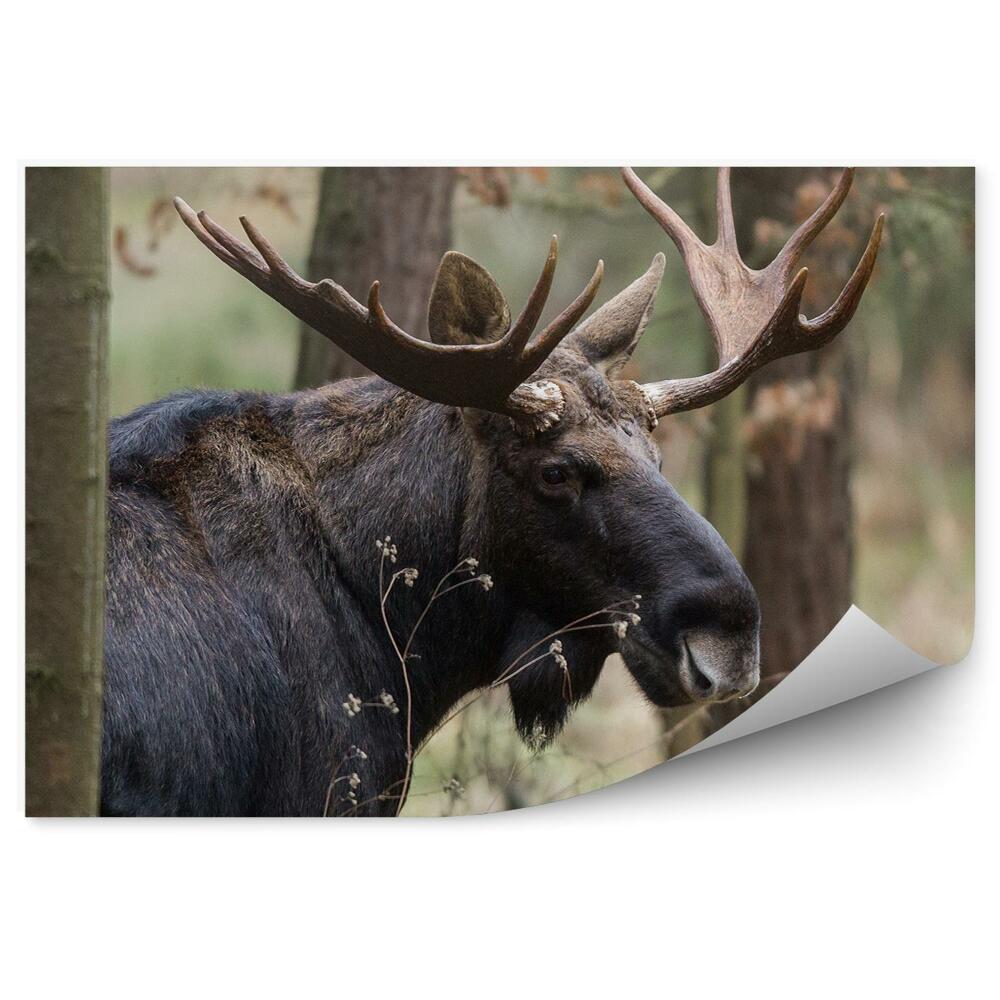 Fototapeta na stenu Los medzi stromami