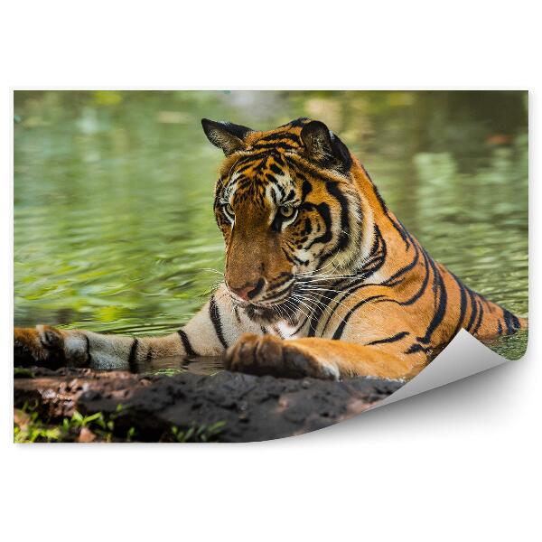 Fototapeta Tiger vo vode