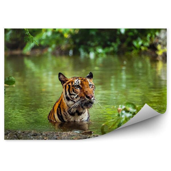 Fototapeta na stenu Dažďový Prales Tiger Vodný Kúpeľ Vegetácia