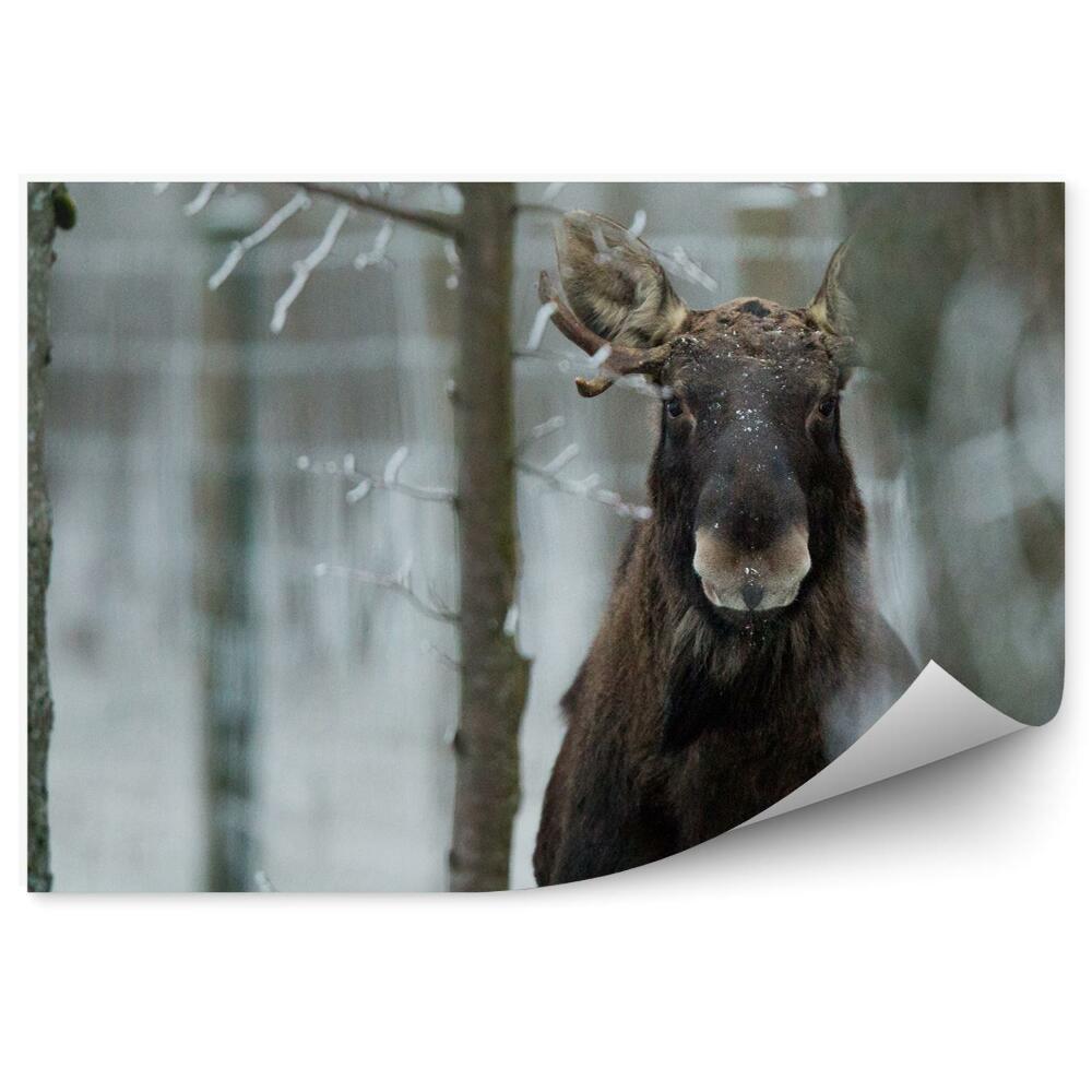 Fototapeta Los v zimnom lese