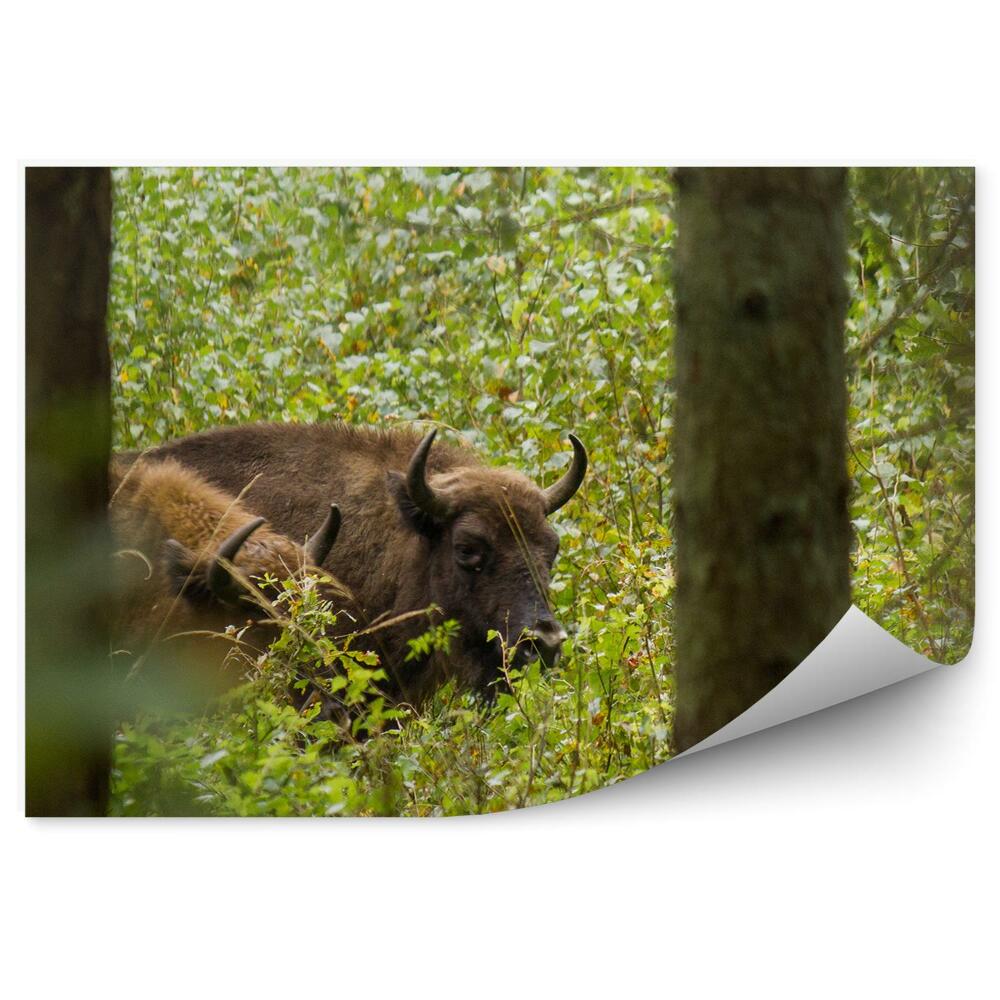 Fototapeta Zubor európsky v Knyszynskom lese