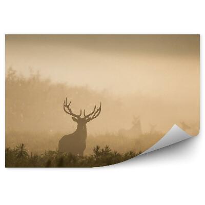 Fototapeta Jeleň Príroda Rastliny Zviera Ranná Hmla