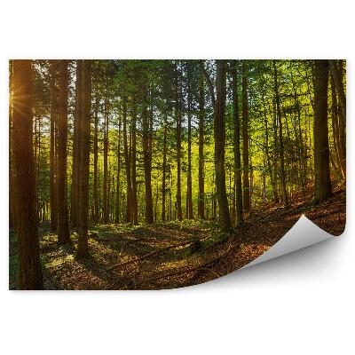 Fototapeta Borovicový les západ slnka