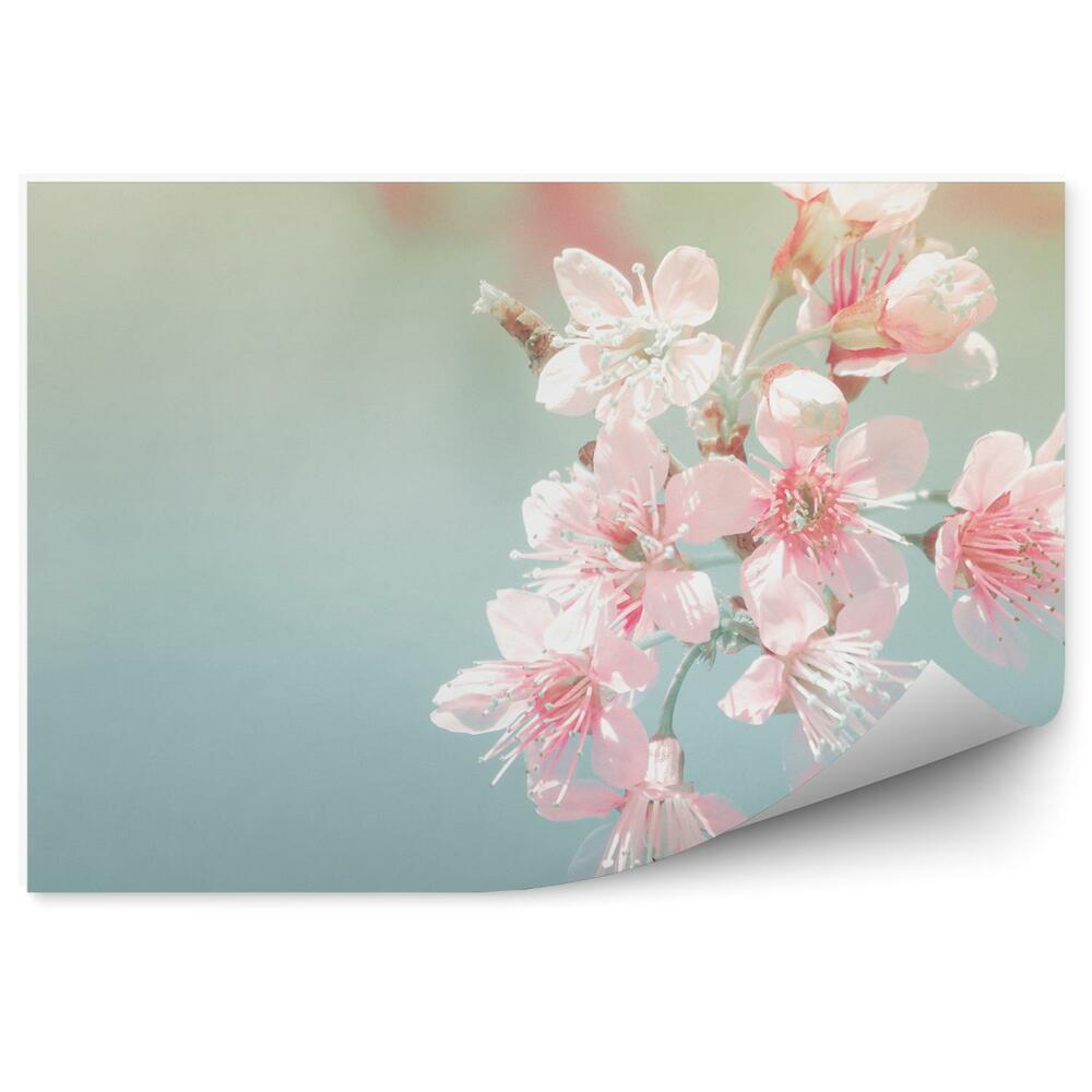 Fototapeta Ružové Čerešňové Kvety Modré Pozadie Obrázok