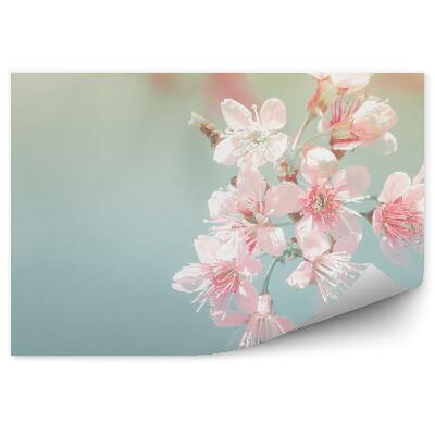 Fototapeta Ružové Čerešňové Kvety Modré Pozadie Obrázok