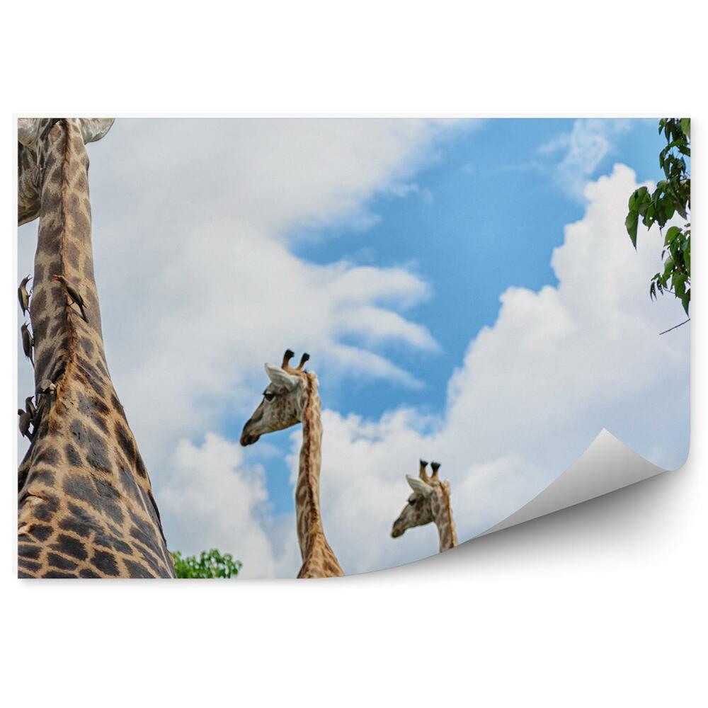 Fototapeta Žirafy na pozadí oblohy