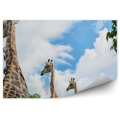 Fototapeta Žirafy na pozadí oblohy