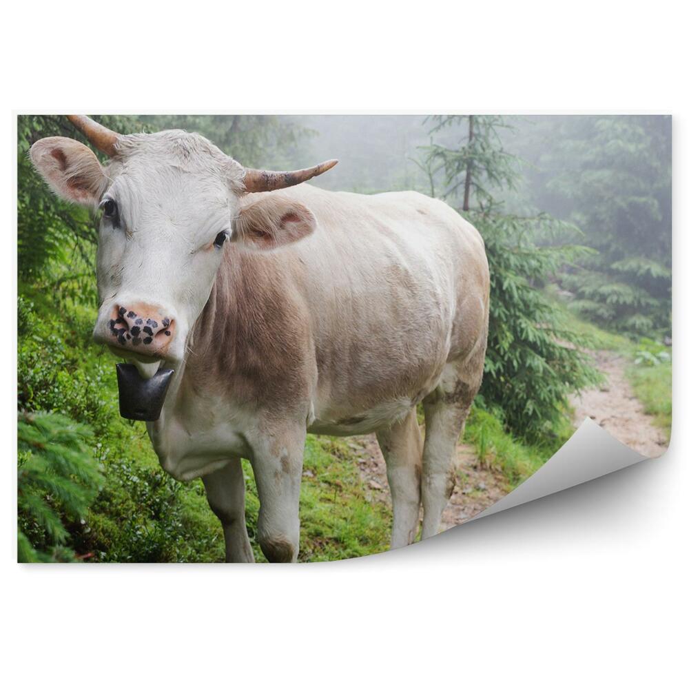 Fototapeta na stenu Kravský ihličnatý les Karpaty