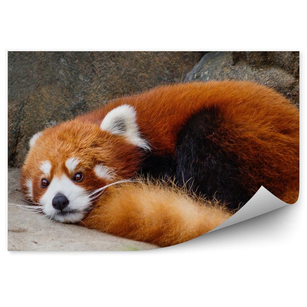 Fototapeta na stenu Malá červená panda