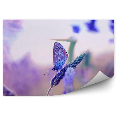 Fototapeta na stenu Fialový motýľ lúka vres