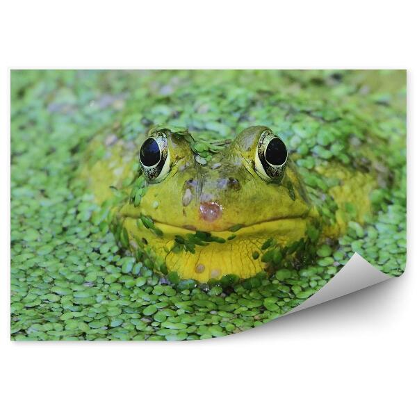 Fototapeta na stenu Zelená žaba v jazierku medzi žeruchou