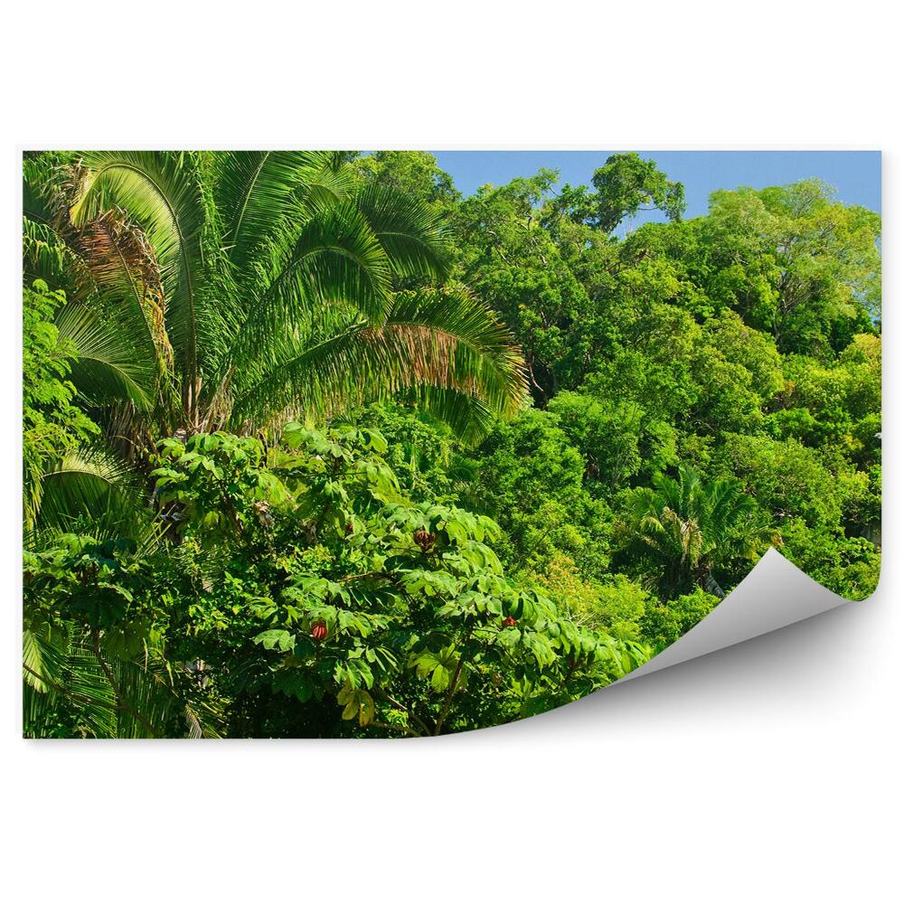 Fototapeta Džungľa stromy zelené rastliny