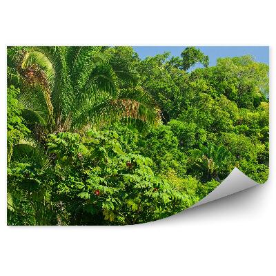 Fototapeta Džungľa stromy zelené rastliny