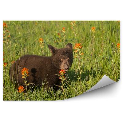 Fototapeta Medveď na lúke