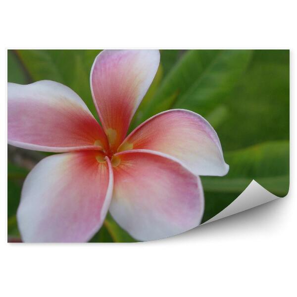 Fototapeta Farebné Kvety Orchideí Mexické Kvety