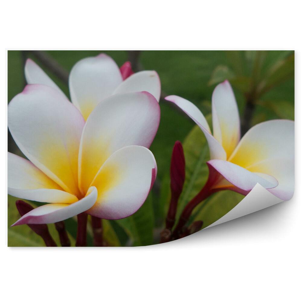 Fototapeta na stenu Farebné Kvety Orchideí Mexiko Rastliny