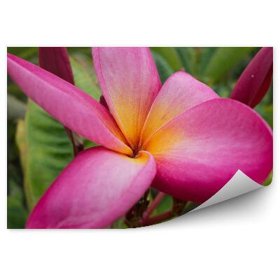 Fototapeta Farebné Kvety Orchideí Mexiko Kvety