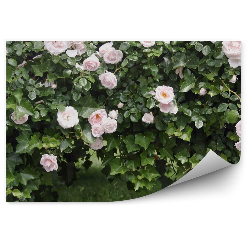 Fototapeta Ruža Vinič Brečtan Oblúk Tráva