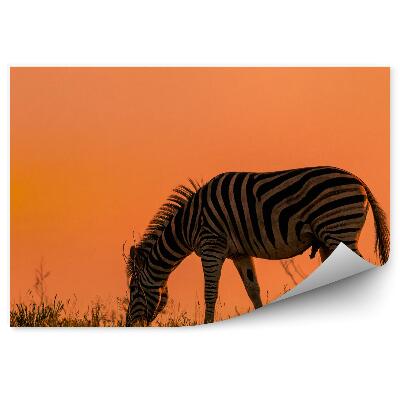 Fototapeta Zebra na pozadí červenej oblohy