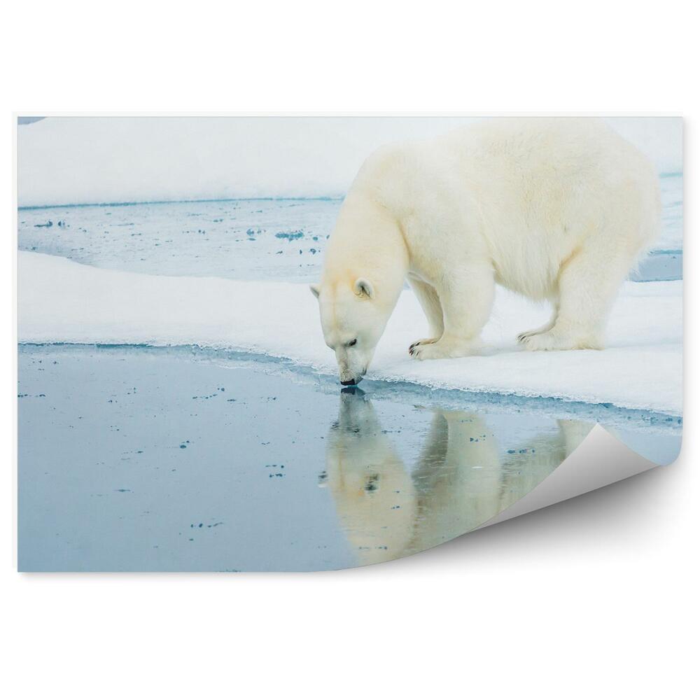 Fototapeta Ľadový medveď na snehu