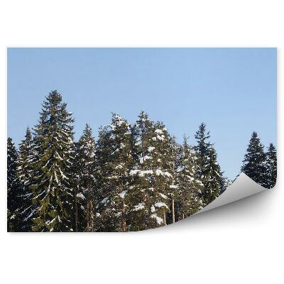 Fototapeta Zimný les