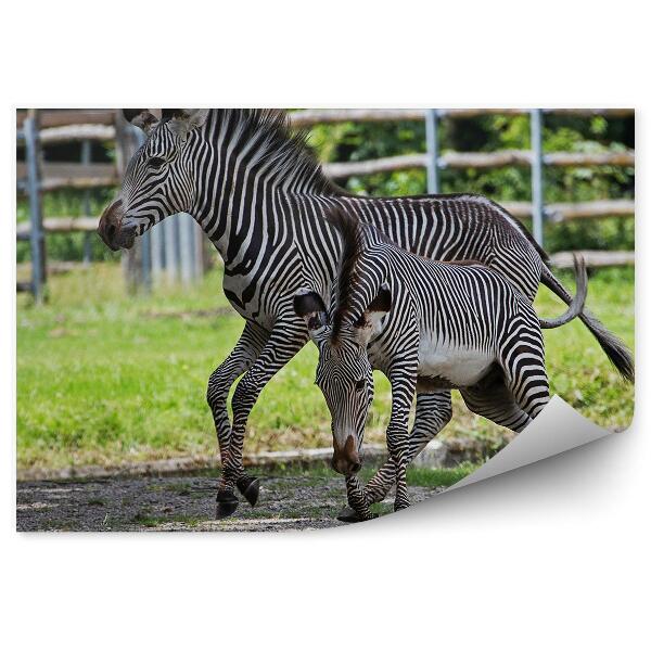 Fototapeta na stenu Zebra s mláďatami v pozadí
