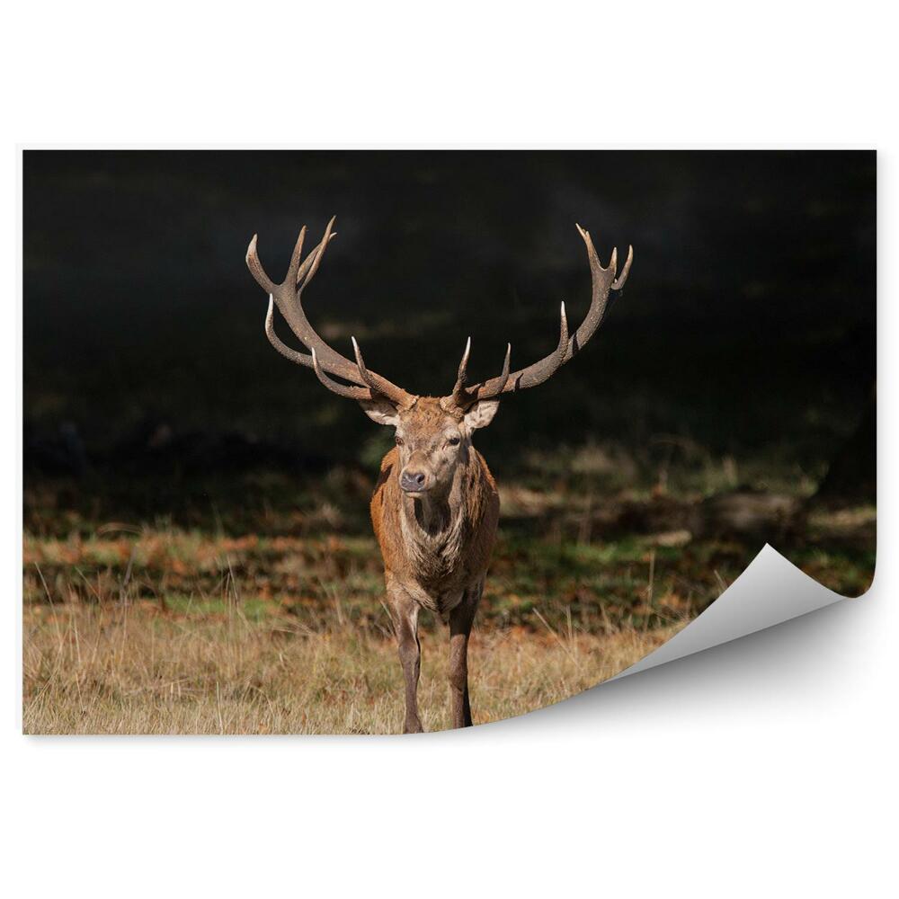 Fototapeta na stenu Jelenia zver na lúke