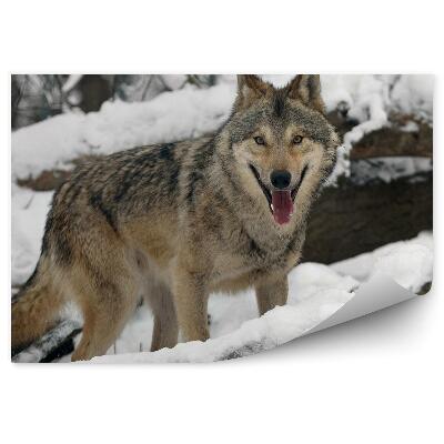 Fototapeta Les zima sneh kmeň vetvy vlk