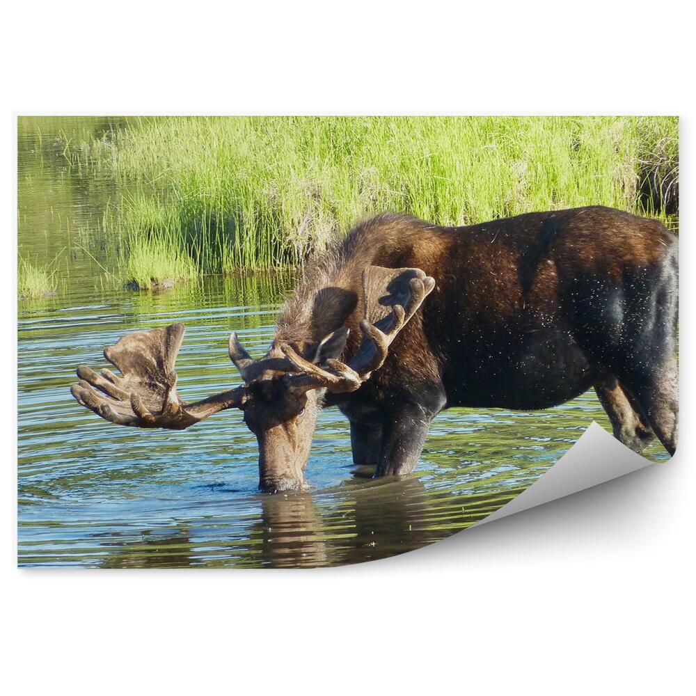 Fototapeta na stenu Los v bažine