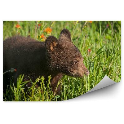 Fototapeta Medveď na lúke a kvety