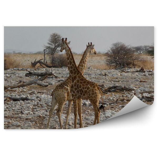 Fototapeta Žirafy Zebry Afrika Zvieratá Kamene