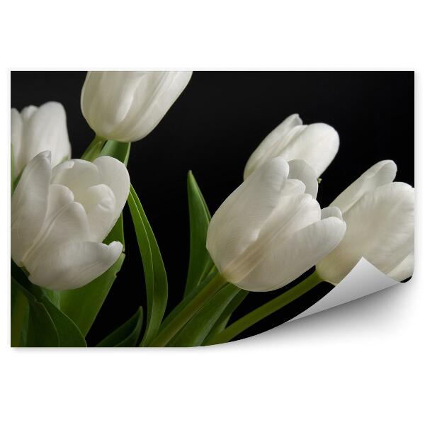 Fototapeta Biele Tulipány