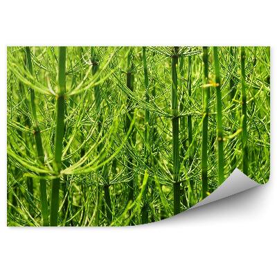 Fototapeta na stenu Zelená vegetácia ihličie