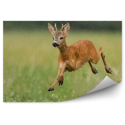 Fototapeta Mladá srna v pohybe