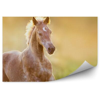 Fototapeta Konská lúka slnko