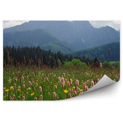 Fototapeta Kvety tráva hory obloha mraky Zakopané Tatry