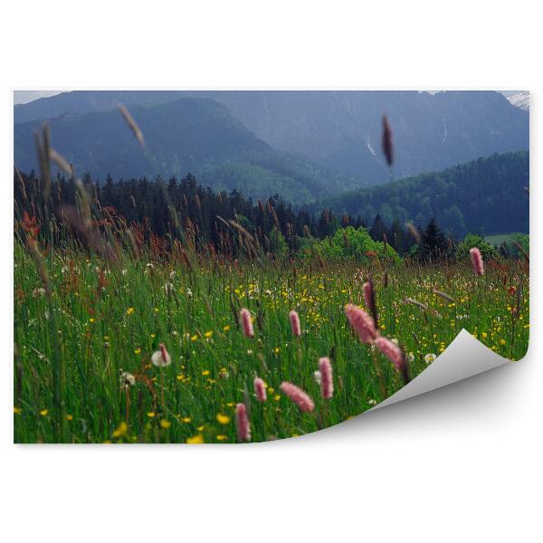 Fototapeta na stenu Kvety tráva hory obloha mraky Zakopané Tatry