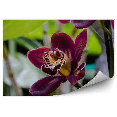 Fototapeta Tropická Záhradná Orchidea