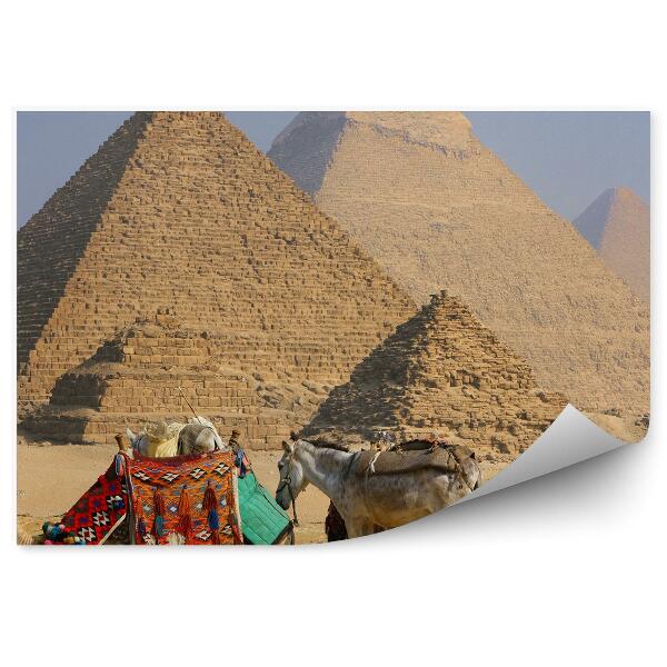 Fototapeta na stenu Beduín Osol Ťava Pyramídy Piesok