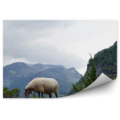 Fototapeta Nórsko Ovce Pasúce Sa Hory Príroda