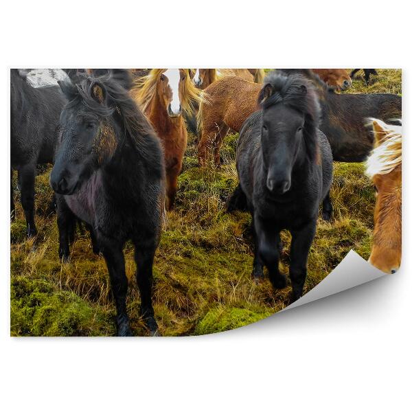 Fototapeta na stenu Kôň Tráva Zvieratá Island
