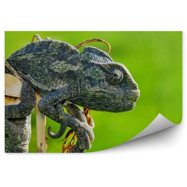 Fototapeta Tmavý chameleón na zelenom pozadí