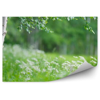 Fototapeta na stenu Kvety brezy