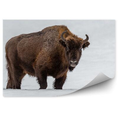 Fototapeta Zubor európsky v prírodnom prostredí