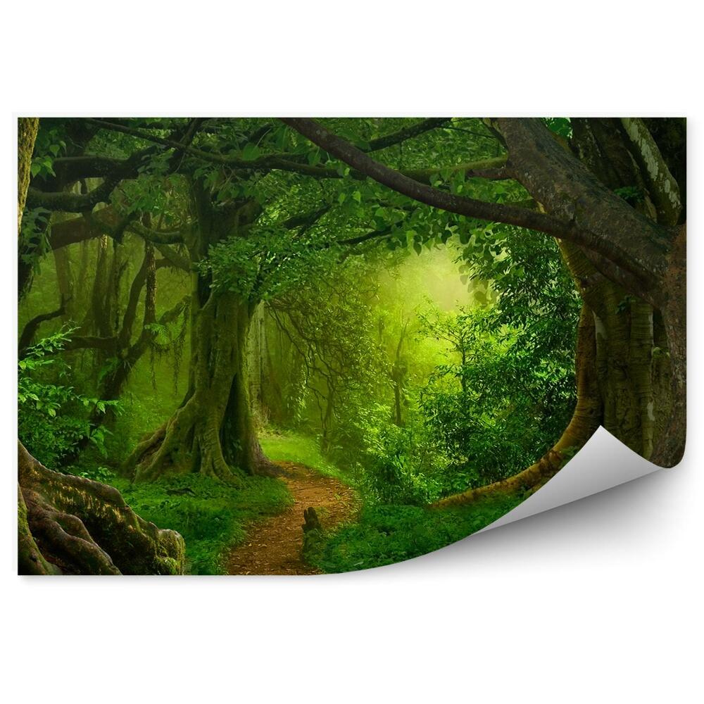 Fototapeta na stenu Tropický les stromy cesta paprade