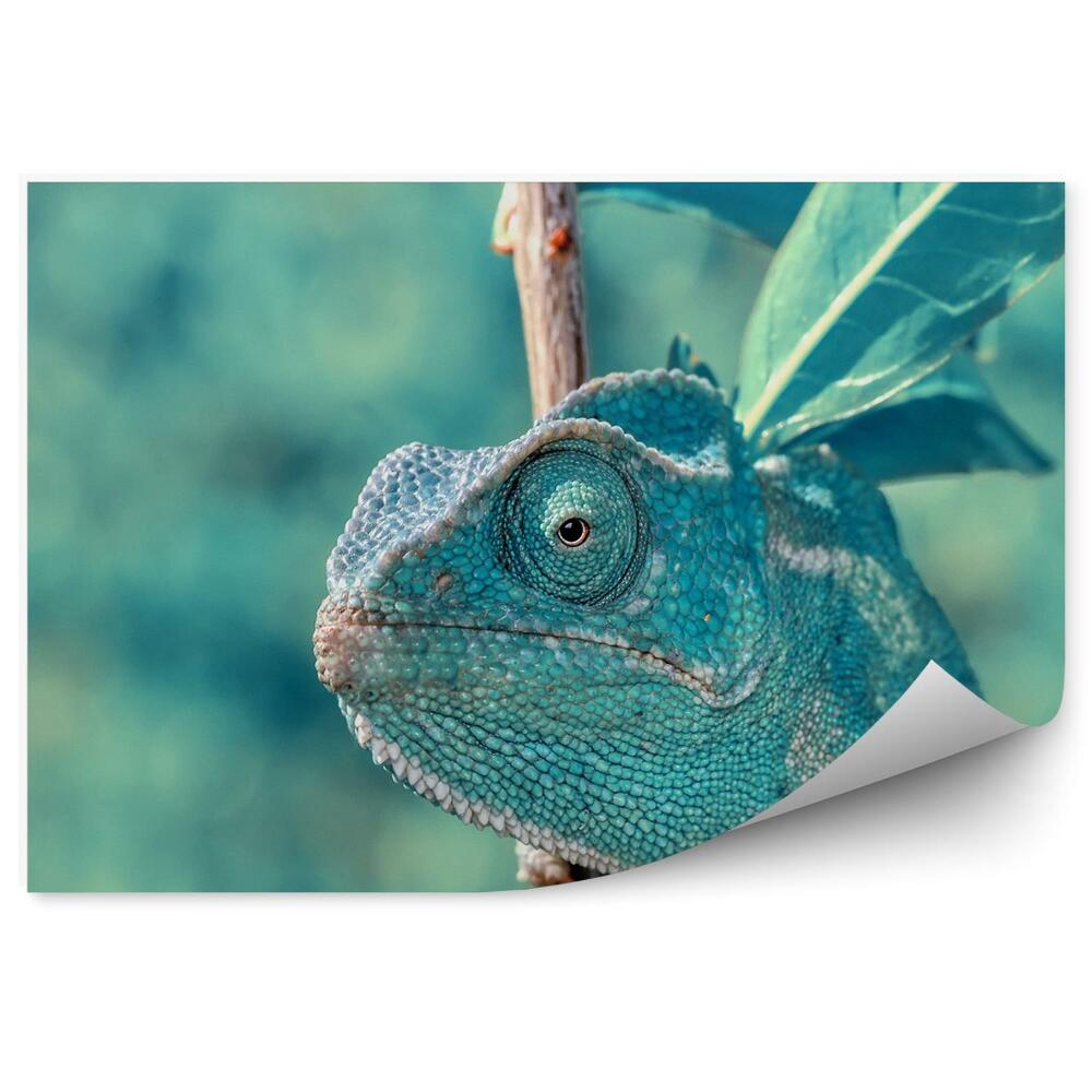 Fototapeta Tyrkysový chameleón
