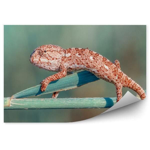 Fototapeta na stenu Oranžový chameleón na stonke