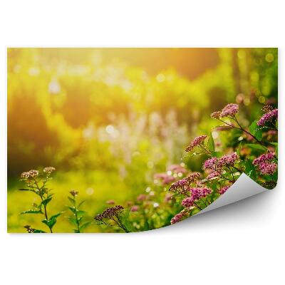 Fototapeta Letná záhrada kvety rastliny