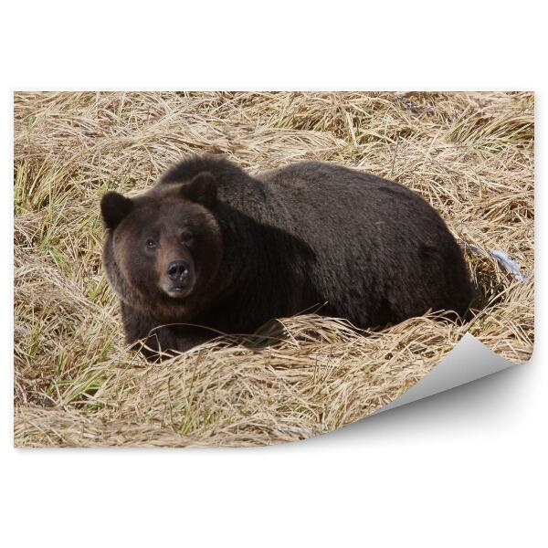 Fototapeta Grizly v Yellowstonskom národnom parku