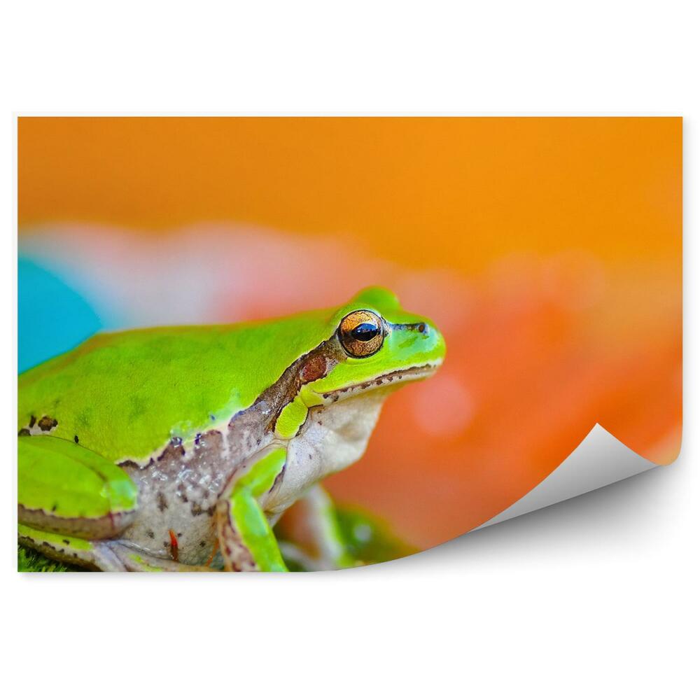 Fototapeta Žaba na strome na farebnom pozadí